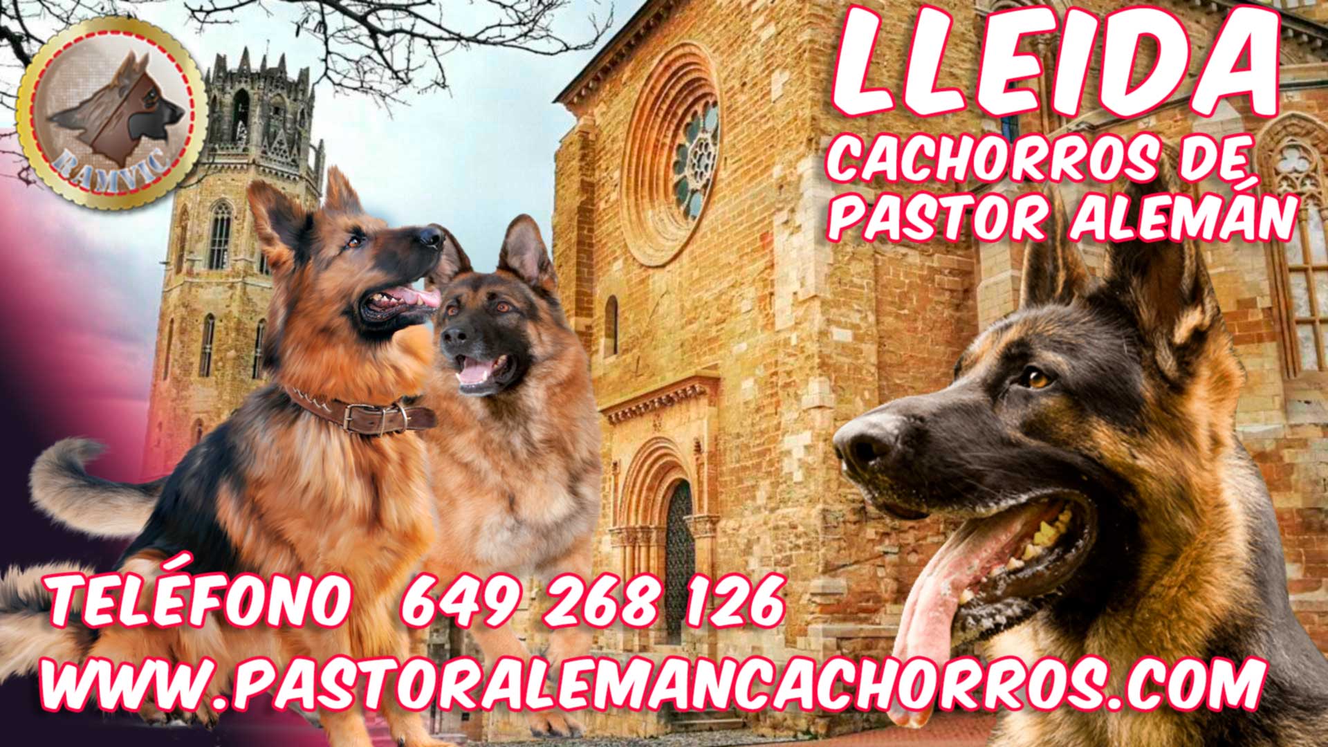 cría de cachorros de Pastor Alemán en Lleida con Ramvic